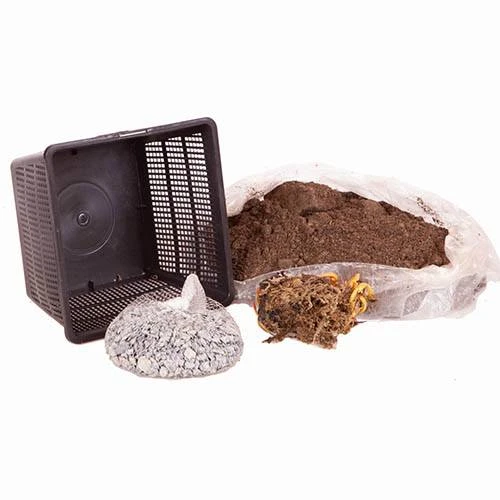 Water Lily Planting Kit - Pink - Image 5