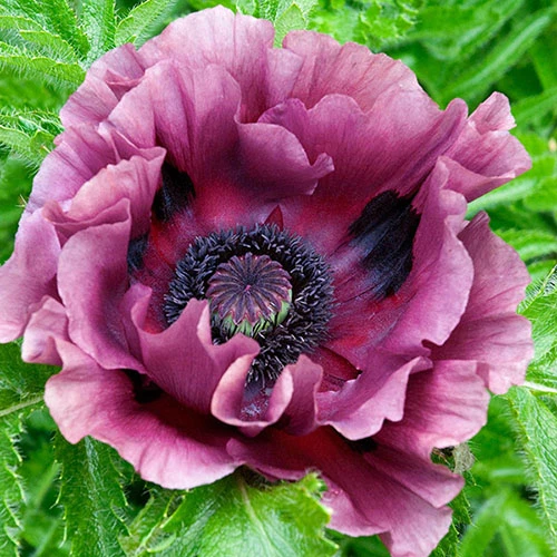 Papaver 'Patty's Plum'