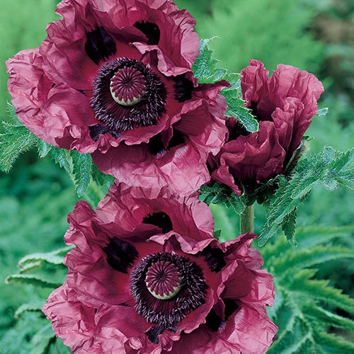 Papaver 'Patty's Plum' - Image 3
