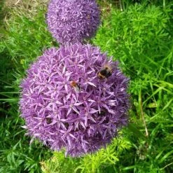 Allium 'Christophii'