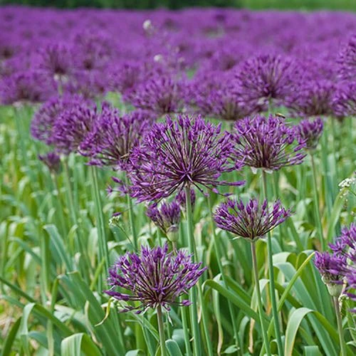 Allium 'Christophii' - Image 2