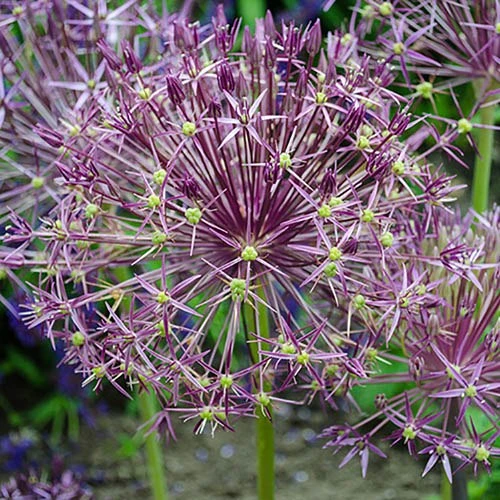 Allium 'Christophii' - Image 3