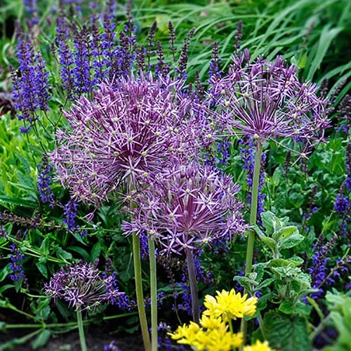 Allium 'Christophii' - Image 4
