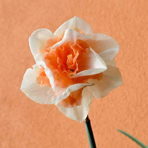 Daffodil 'Replete' - Image 3