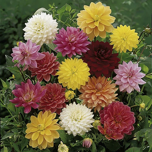 Mixed Dahlias - Hybridisers Mix - Image 2