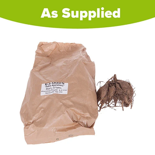 Mixed Dahlias - Hybridisers Mix - Image 3