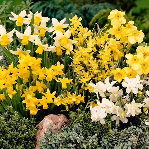 Miniature Daffodils - Image 2