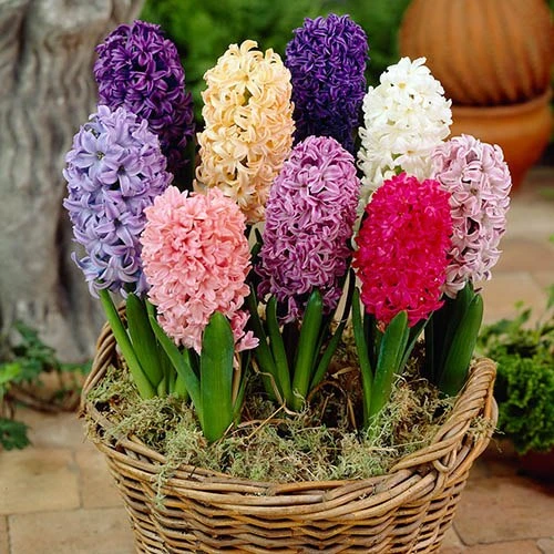 Mixed Hyacinths - Image 2