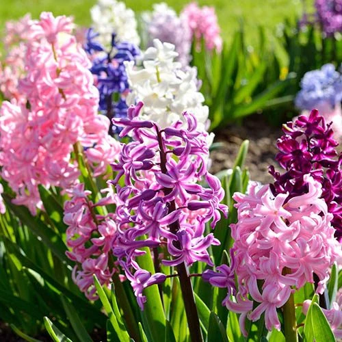 Mixed Hyacinths - Image 3