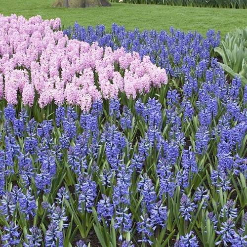 Mixed Hyacinths - Image 4