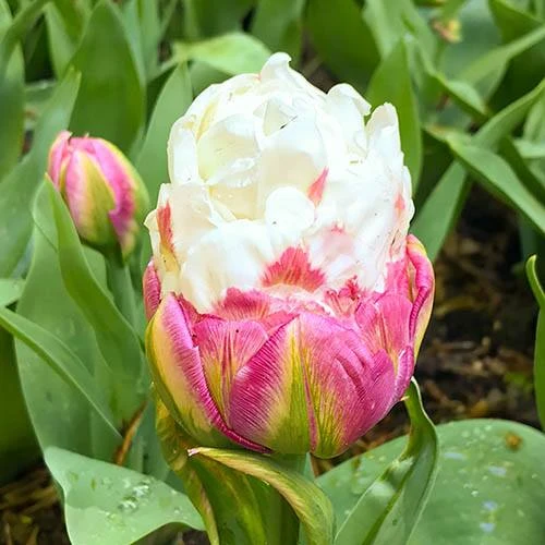 Tulip 'Ice Cream' - Image 2