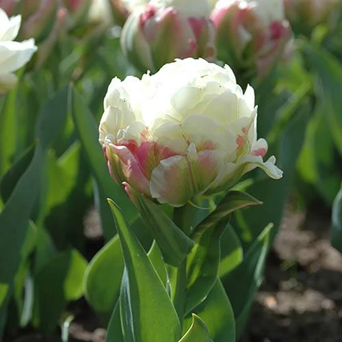 Tulip 'Ice Cream' - Image 4