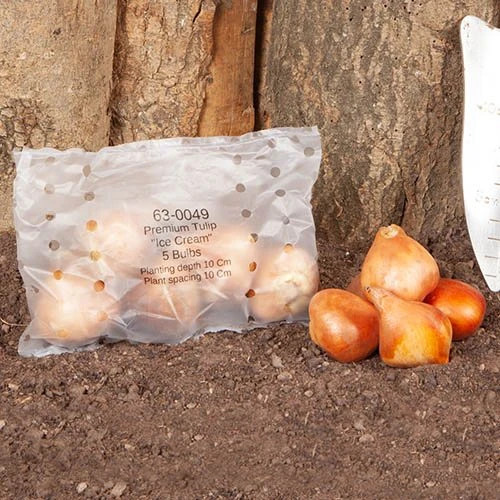 Tulip 'Ice Cream' - Image 5