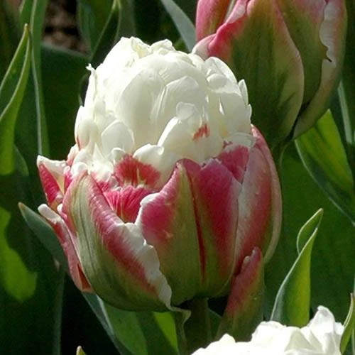 Tulip 'Ice Cream' - Image 6