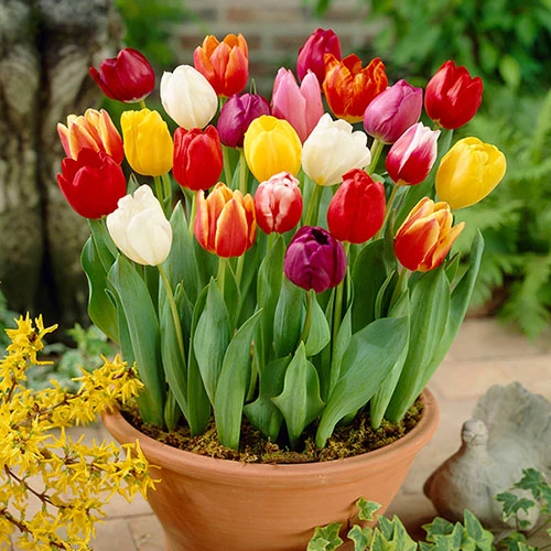 Complete Spring Flowering Bulb Collection - Image 2