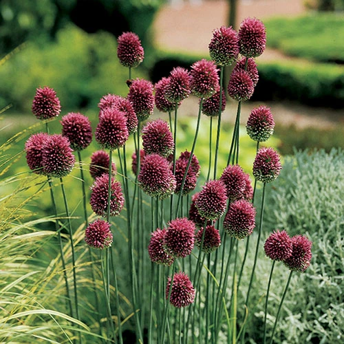 Complete Spring Flowering Bulb Collection - Image 3