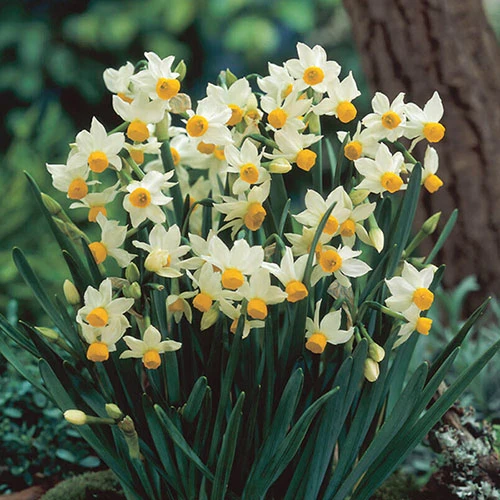 Complete Spring Flowering Bulb Collection - Image 5