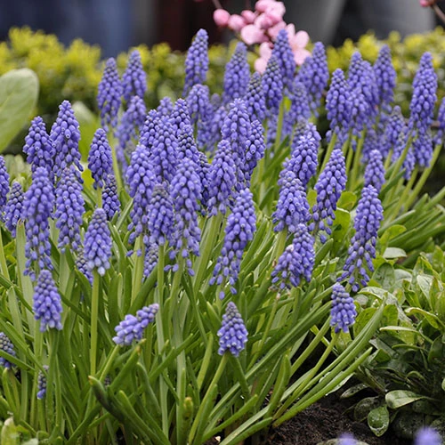 Complete Spring Flowering Bulb Collection - Image 6