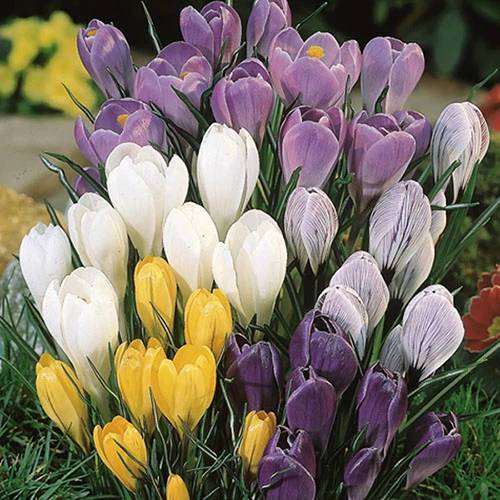 Complete Spring Flowering Bulb Collection - Image 8
