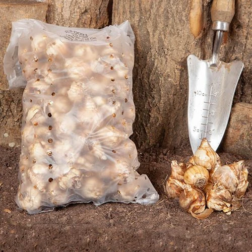 Narcissus 'T?te-?-T?te' - Image 5