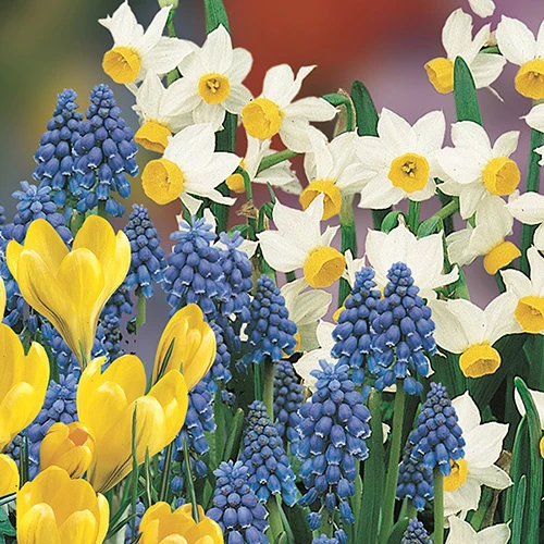 Blooming Fast Drop In Bulb Planter Balcony Beauty Pack - Image 2