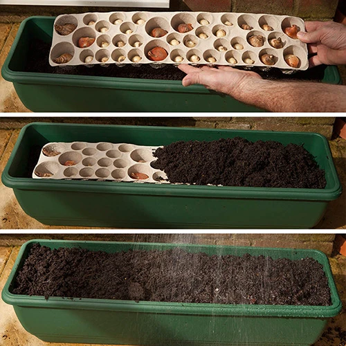 Blooming Fast Drop In Bulb Planter Balcony Beauty Pack - Image 6