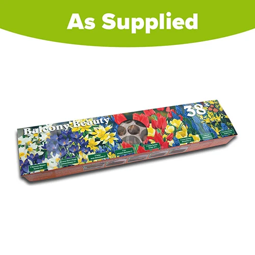 Blooming Fast Drop In Bulb Planter Balcony Beauty Pack - Image 7