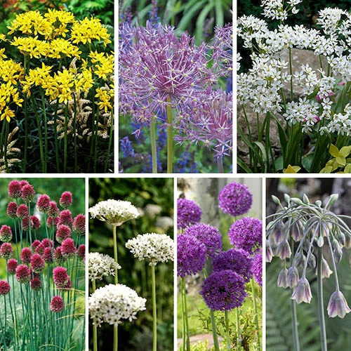Complete Allium Collection - Image 2