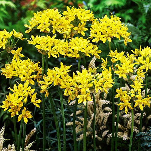 Complete Allium Collection - Image 3