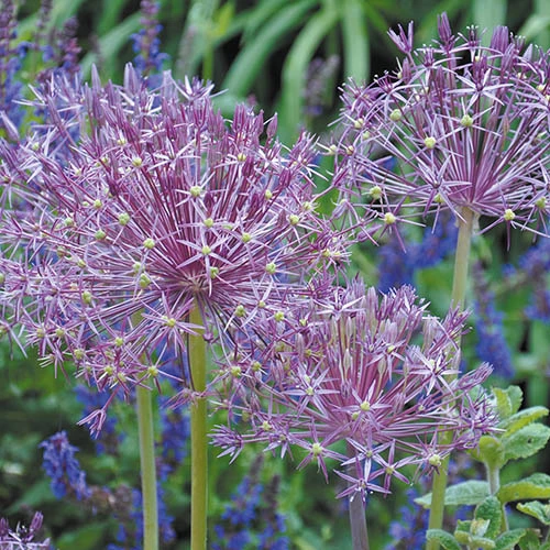 Complete Allium Collection - Image 4
