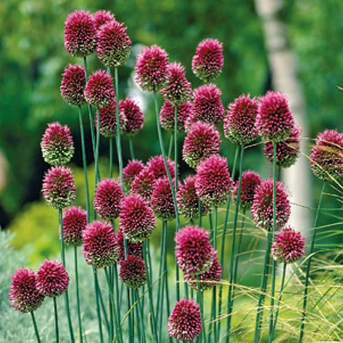 Complete Allium Collection - Image 6