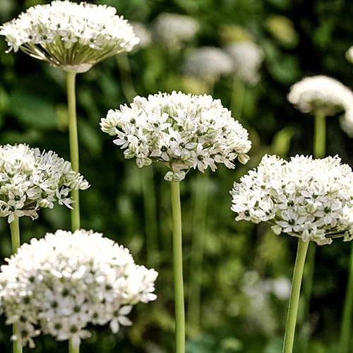 Complete Allium Collection - Image 7