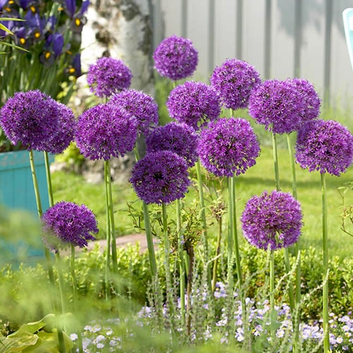 Complete Allium Collection - Image 8