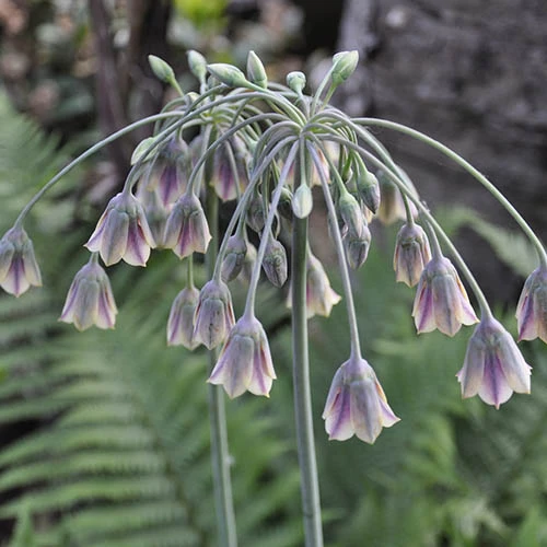 Complete Allium Collection - Image 9