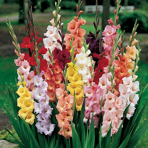 The Complete Summer Flowering Bulb Collection - Image 2