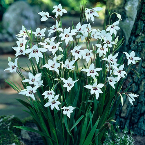 The Complete Summer Flowering Bulb Collection - Image 3