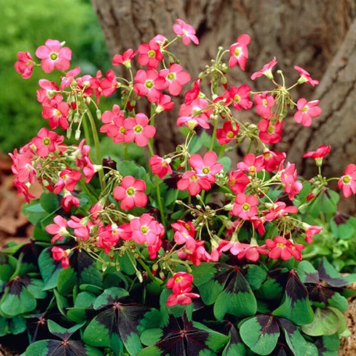 The Complete Summer Flowering Bulb Collection - Image 7