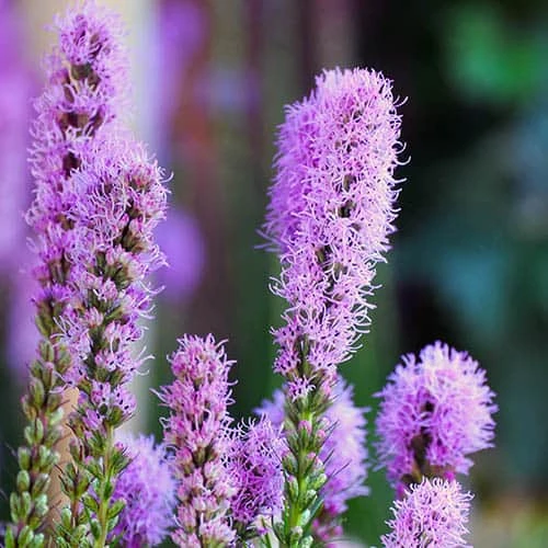 Plant-O-Mat Lilium And Liatris Kit - Image 2