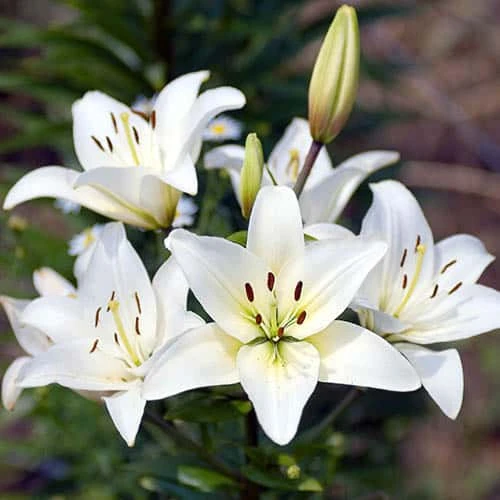 Plant-O-Mat Lilium And Liatris Kit - Image 3