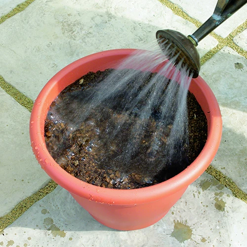 Blooming Fast Drop In Bulb Planter Tulip And Crocus Kit - Image 4