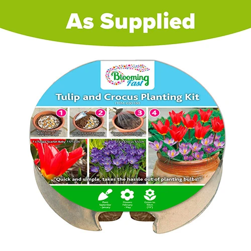Blooming Fast Drop In Bulb Planter Tulip And Crocus Kit - Image 5