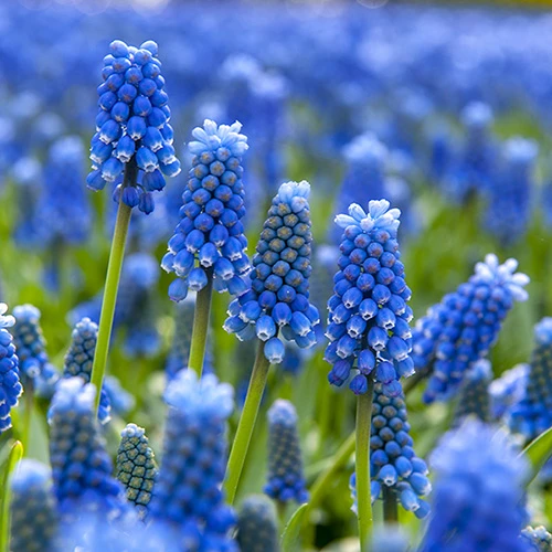 Blooming Fast Drop In Bulb Planter Narcissus And Muscari Kit - Image 2