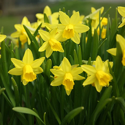 Blooming Fast Drop In Bulb Planter Narcissus And Muscari Kit - Image 3
