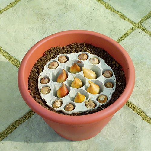 Blooming Fast Drop In Bulb Planter Narcissus And Muscari Kit - Image 4