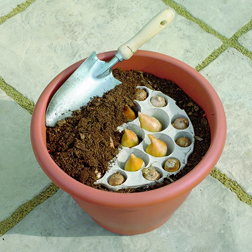 Blooming Fast Drop In Bulb Planter Narcissus And Muscari Kit - Image 5