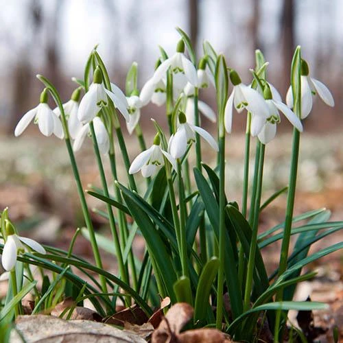 Complete "In The Green" Bulb Saver Collection - Image 2