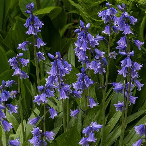 Complete "In The Green" Bulb Saver Collection - Image 3