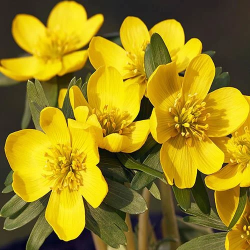 Complete "In The Green" Bulb Saver Collection - Image 5