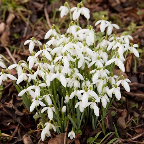 Complete "In The Green" Bulb Saver Collection - Image 6