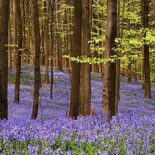 Complete "In The Green" Bulb Saver Collection - Image 7